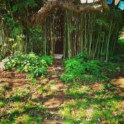 Studio all'aperto nel bosco di bambù, per i trattamenti di riflessologia plantare durante la bella stagione.