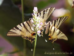 coppia di farfalle podalirio