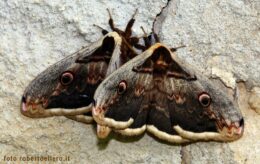 saturnia pavonia