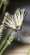 farfalla podalirio